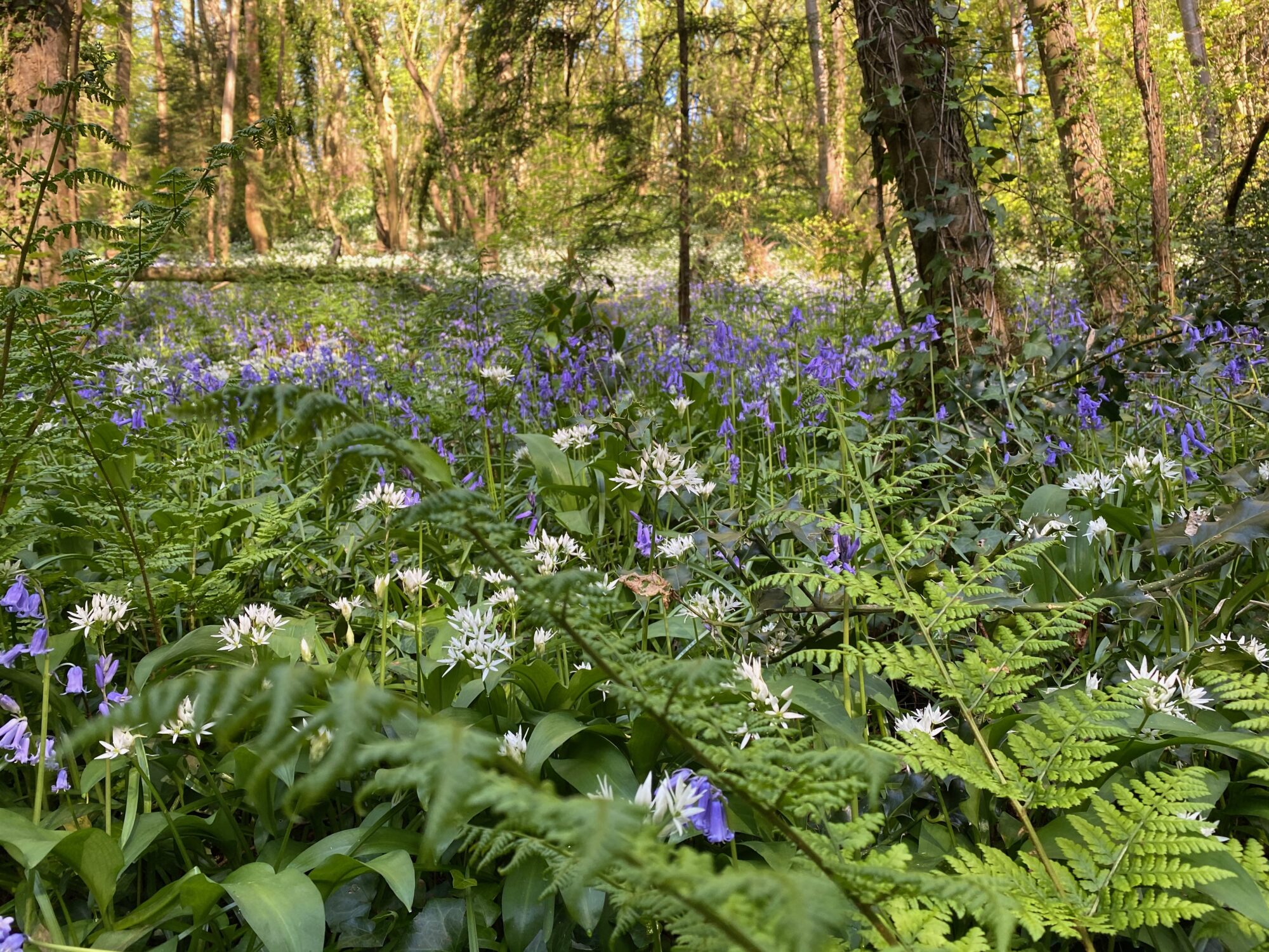 You are currently viewing Nordic walking smells