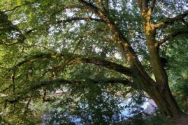 Nordic walking Tree Talk with Gundula Azeez
